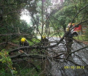 Retirada dunha árbore que caera sobre a estrada na Parroquia de Taragoña, no Concello de Rianxo