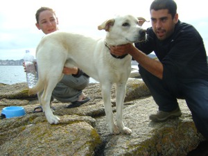 Rescate dun can de raza labrador na parroquia de Ribeira, no termo municipal de Ribeira
